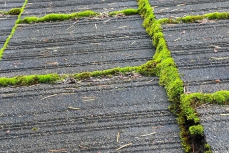 Roof Maintenance 101: How to Prevent Moss and Algae Growth Naturally