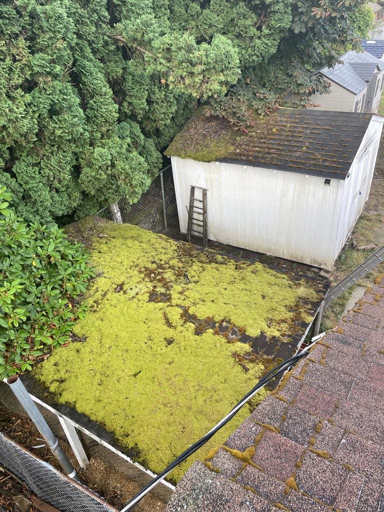 Moss Roof Cleaning in Vancouver: Wow Wash 360 Protects and Restores Your Roof