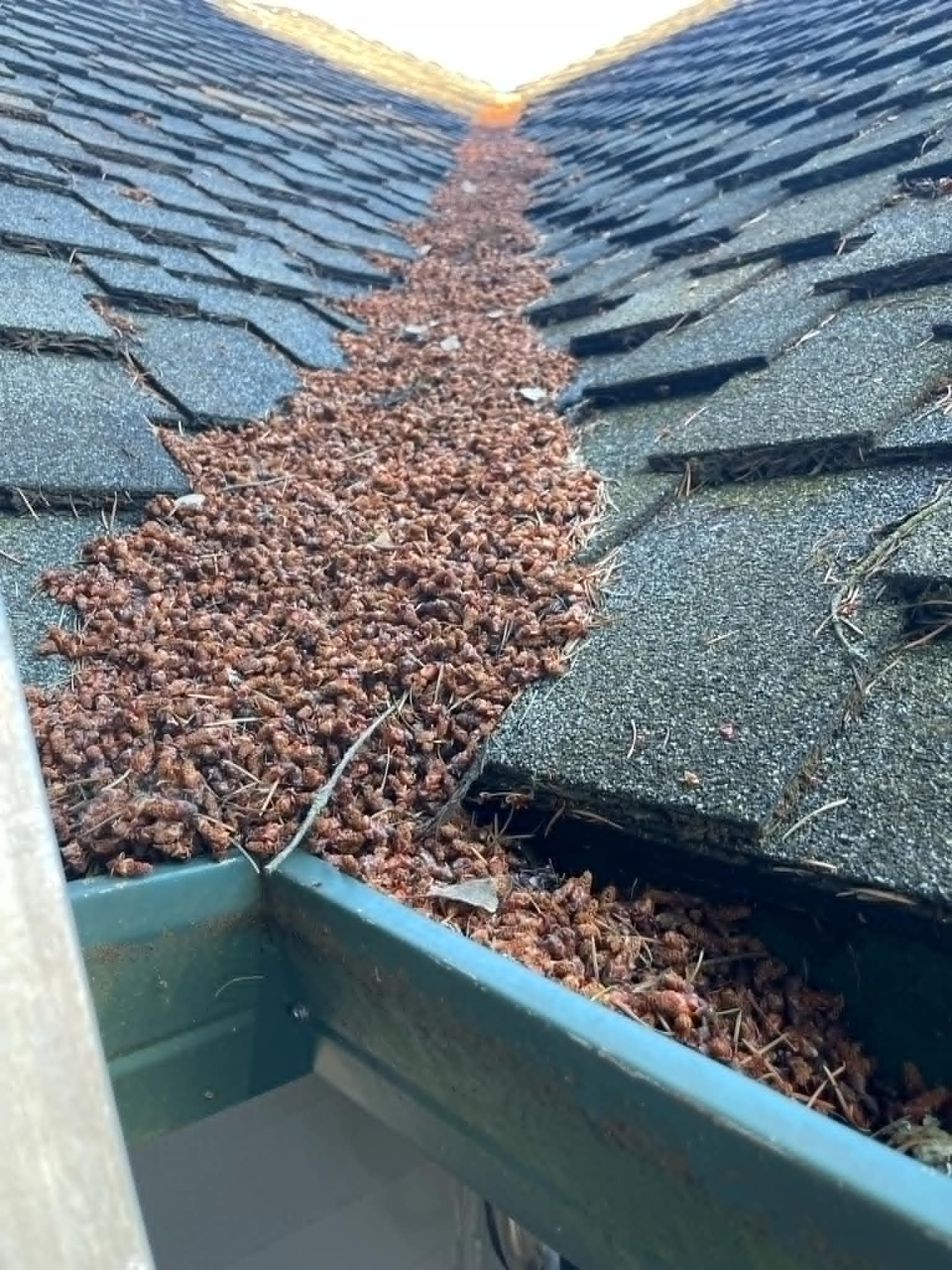 Professional Gutter Cleaning in Vancouver: Wow Wash 360 Keeps Your Home Safe and Dry